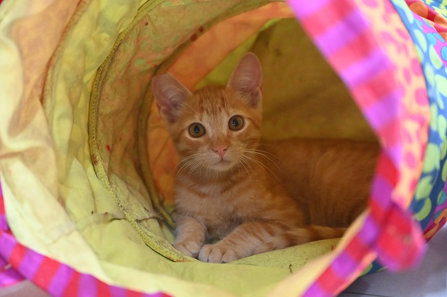 #PraCegoVer: Fotografia de um gatinho. Ele é amarelo, e está olhando fixamente para a câmera.